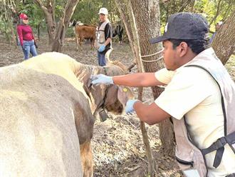 Colapsa exportación ganadera