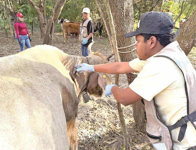 Colapsa exportación ganadera