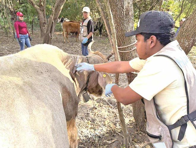 Colapsa exportación ganadera