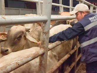 Exigen ganaderos vigilancia en el sur