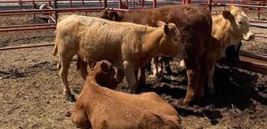 Los productores listos para exportar ganado