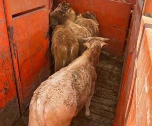 El ganado en Reynosa, sin gusano barrenador