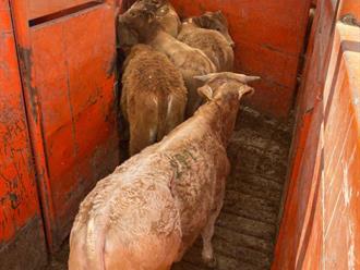 El ganado en Reynosa, sin gusano barrenador