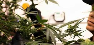 Floreciente industria de la marihuana medicinal