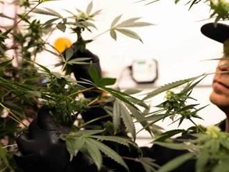 Floreciente industria de la marihuana medicinal