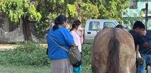 Gusano Barrenador puede afectar a humanos: Salud