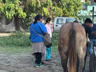 Gusano Barrenador puede afectar a humanos: Salud