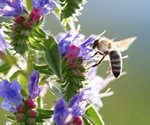 ¿Cómo atraer abejas a tu jardín?; conoce qué tipo de flores usar