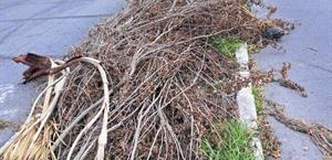 Colonia Petrolera clama atención de autoridades