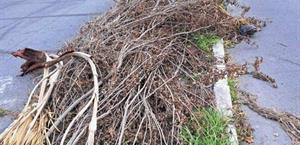 Colonia Petrolera clama atención de autoridades