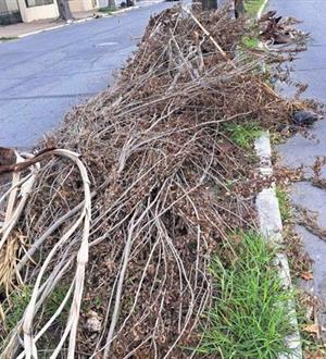 Colonia Petrolera clama atención de autoridades