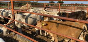 Alerta ganadera en Reynosa