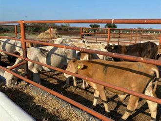 Alerta ganadera en Reynosa