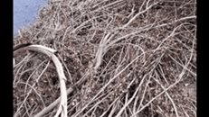 Colonia Petrolera clama atención de autoridades">