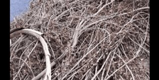 Colonia Petrolera clama atención de autoridades