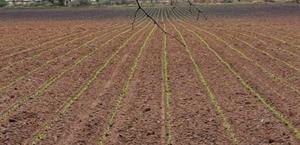 Temen campesinos caída de escarcha en siembras