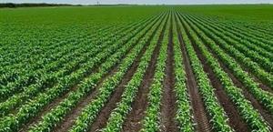 Arrancan siembras de maíz blanco hoy martes