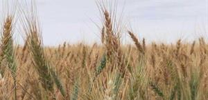 En proceso pago para productores agrícolas