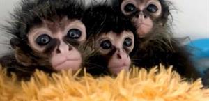 Traficante de personas fue capturado con monos araña