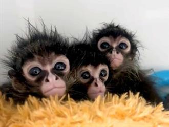 Traficante de personas fue capturado con monos araña