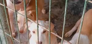 Amenaza del gusano barrenador en mascotas