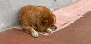 Demandan proteger del frío a mascotas de casa