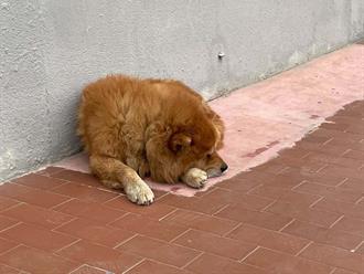 Demandan proteger del frío a mascotas de casa