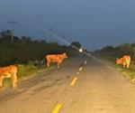 Ganado suelto, un peligro para automovilistas