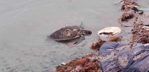 Por frío, arriba centenar de tortugas a costas de Tamaulipas