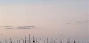 Baja la captura de especies acuáticas