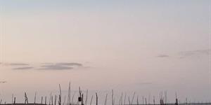 Baja la captura de especies acuáticas