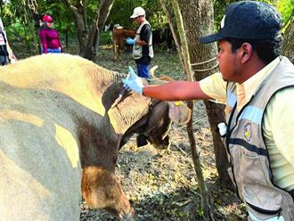 Tendencia a la baja en el gusano barrenador