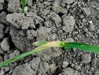 A salvo por el momento las cosechas de sorgo