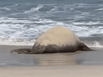 Panchito el elefante marino que ha causado sensación en Nayarit