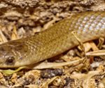 UNAM y BUAP descubren nueva especie de serpiente subterránea