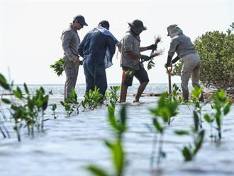 Emprende SEDUMA recuperación de manglares