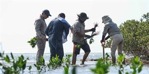 Reforesta SEDUMA litoral para cuidado de la biodiversidad