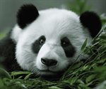 Por qué los pandas gigantes dejaron de estar en peligro de extinción