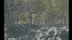 Denuncian botadero de llantas, temen brote de enfermedades">