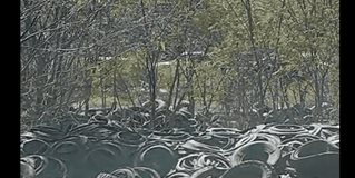 Denuncian botadero de llantas, temen brote de enfermedades