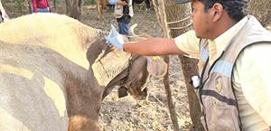 Estrategia sanitaria contiene al gusano barrenador