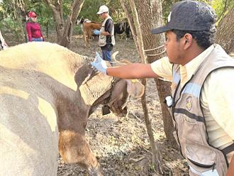 Estrategia sanitaria contiene al gusano barrenador