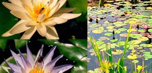 Colabora UAT en la conservación de humedales y ecosistemas acuáticos