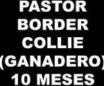 VENTA CACHORROS *PASTOR 