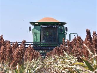 Golpea a agricultores sequía, bajos precios y falta de apoyo