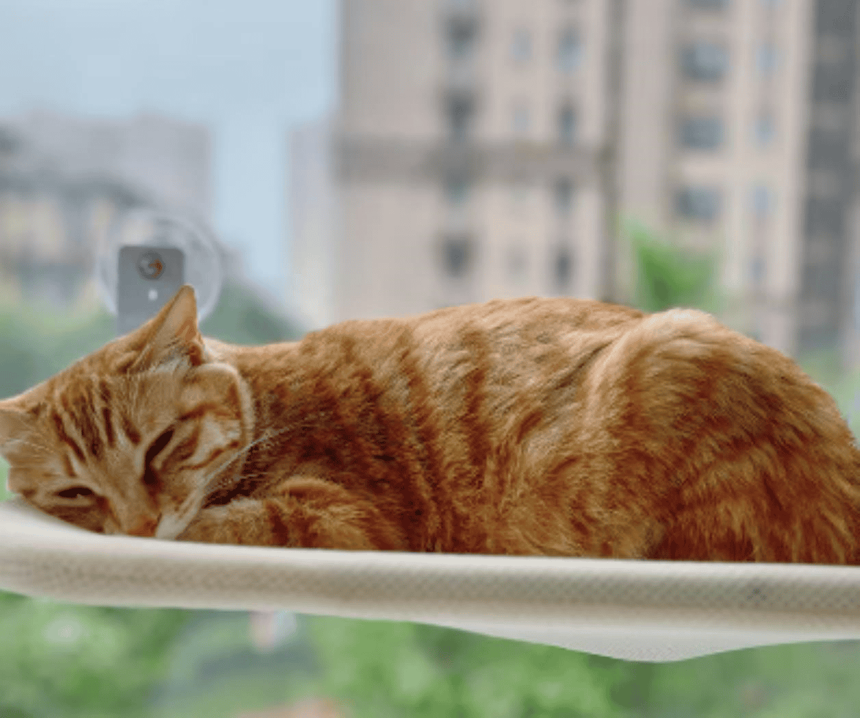 ¿Por qué a mi gato le gusta acostarse cerca de la ventana?