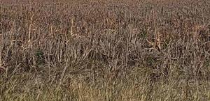 Quedarían sin sembrar más de 20 mil hectáreas