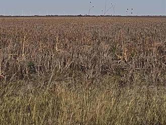 Quedarían sin sembrar más de 20 mil hectáreas