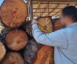 Asegura PROFEPA madera sin acreditar en Tamaulipas