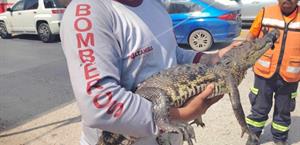 Capturan cocodrilo  en canal pluvial